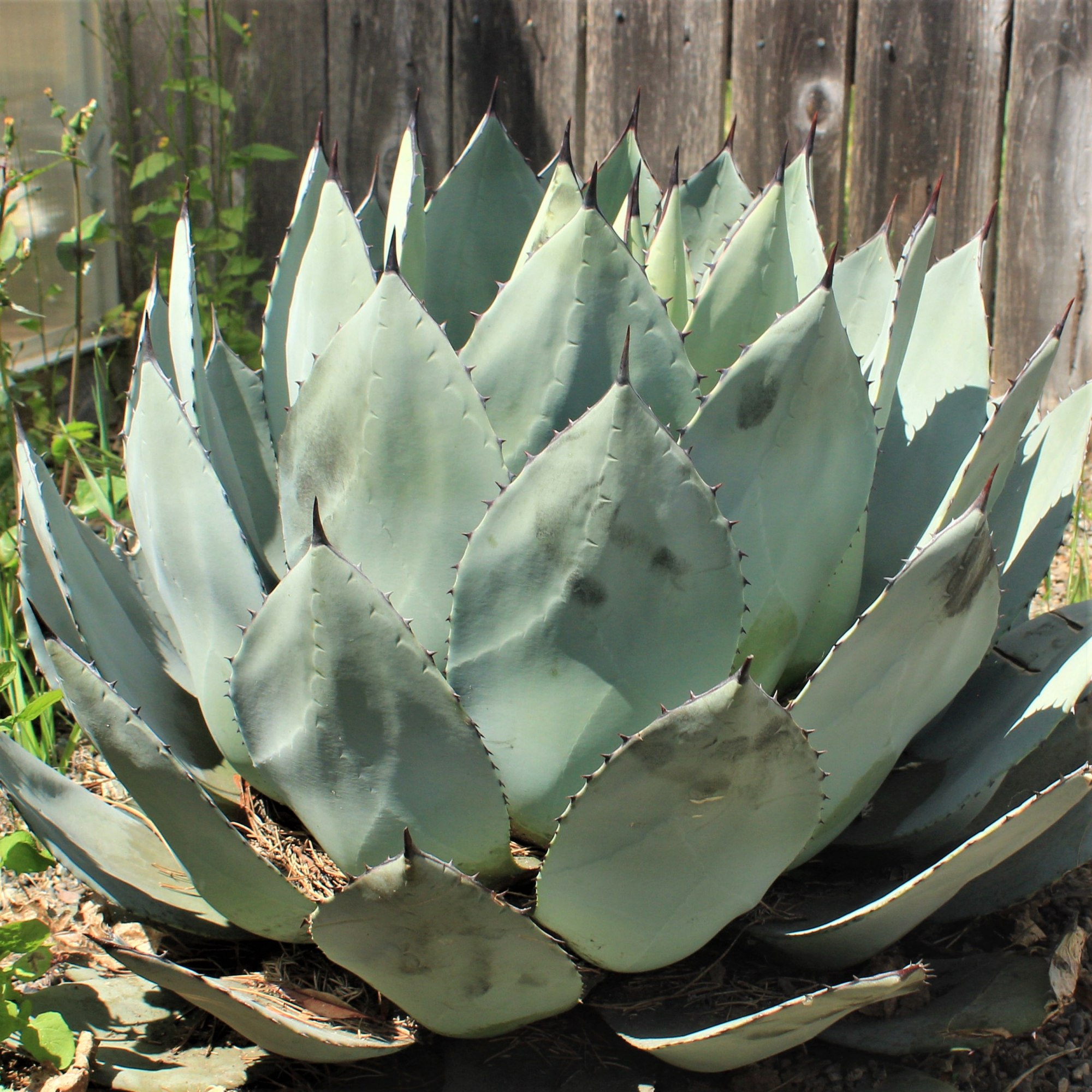 saguaro cactus tree Saguaro Cactus – Experimental Farm Network Seed Store