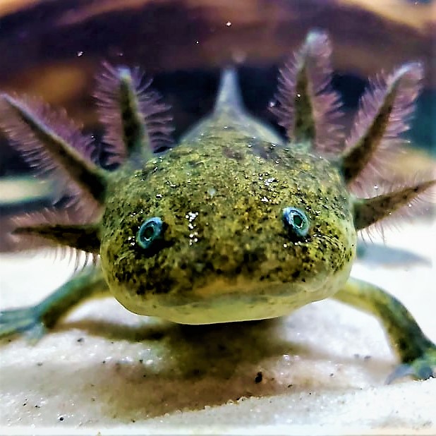 Tiny) Axolotl Avatar - Green