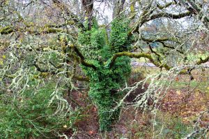 Monster Tree