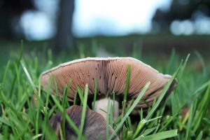 Mushroom