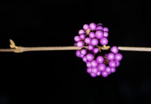 Berries