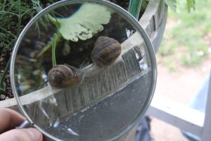 Snail Pals