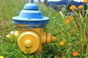 Vibrant Hydrant