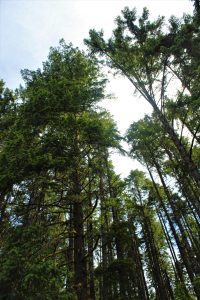 More Than 21 Trees