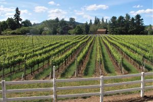 Vines